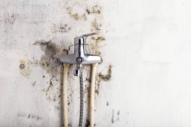 Best Mold Remediation for Schools in La Crescent, MN