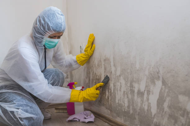 Best Attic Mold Remediation in La Crescent, MN