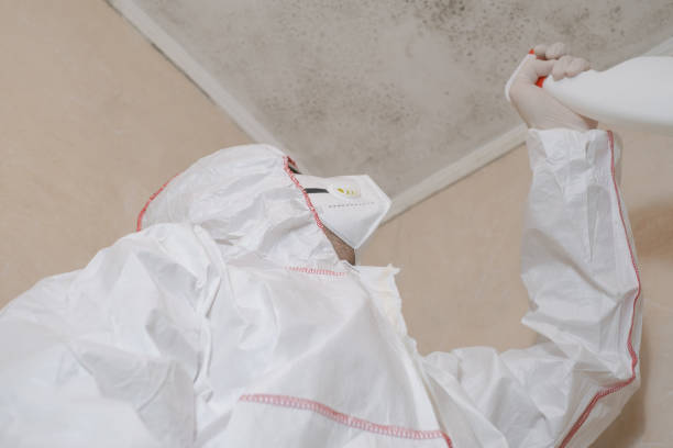 Best Basement Mold Remediation in La Crescent, MN