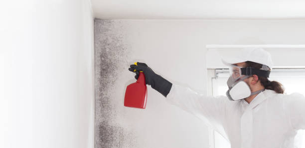 Best Kitchen Mold Remediation in La Crescent, MN