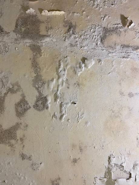 Best Industrial Mold Remediation in La Crescent, MN