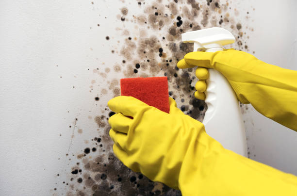 Best Bathroom Mold Remediation in La Crescent, MN